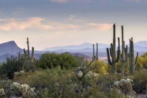 Desert Skies Worship Times